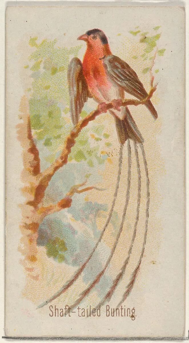 Shaft-tailed Bunting, from the Song Birds of the World series (N23) for Allen & Ginter Cigarettes — George S. Harris & Sons|Allen & Ginter