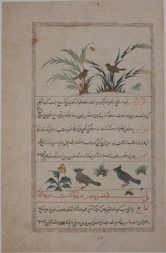 Folio from a Bestiary and Herbal