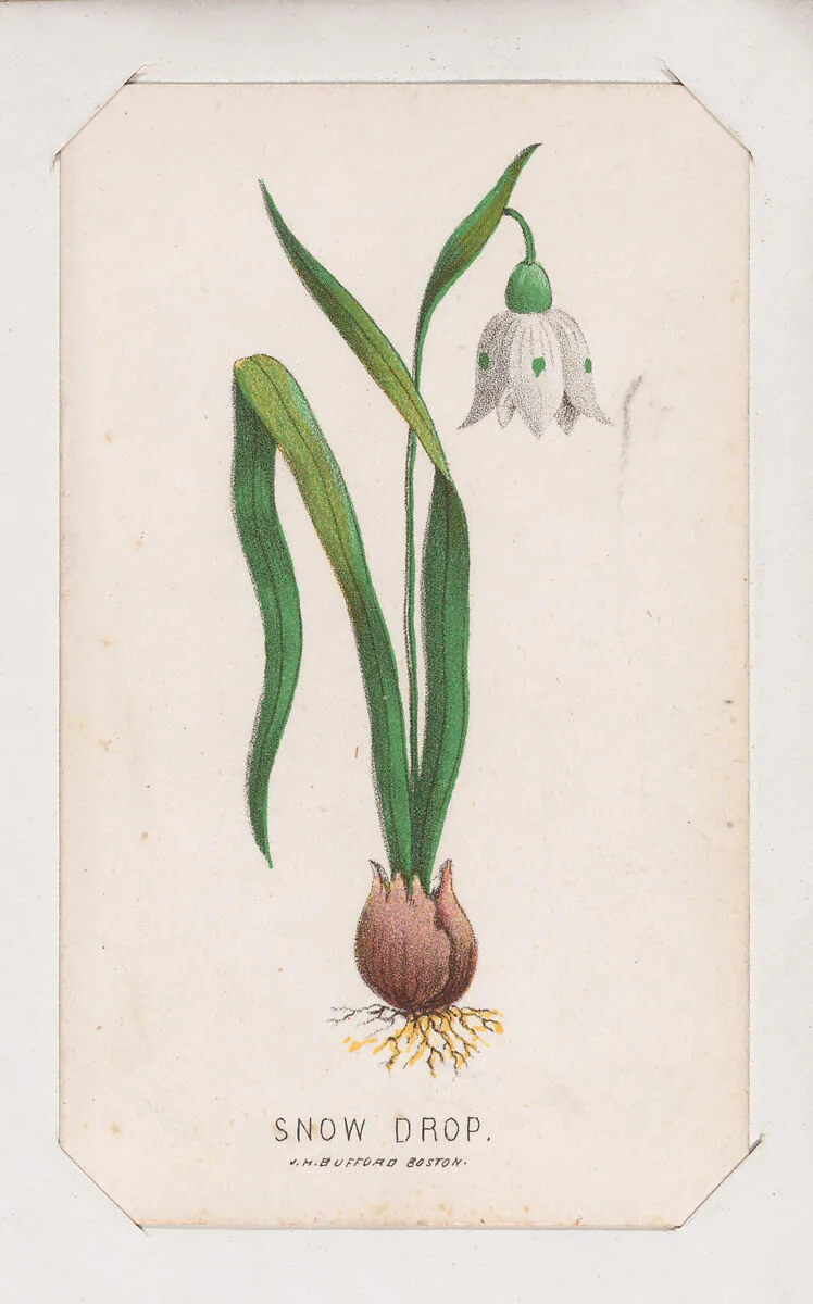 Snow Drop card from the Plant with Root series — Louis Prang & Co.