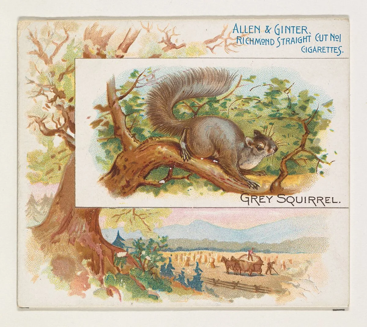 Grey Squirrel, from Quadrupeds series (N41) for Allen & Ginter Cigarettes — Allen & Ginter|Lindner, Eddy & Claus