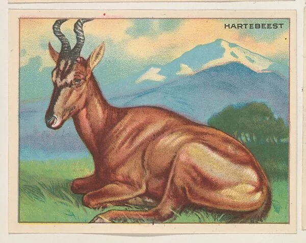 Hartebeest, collector card from the Animals series (D9), issued by the Weber Baking Company to promote Onist Milk and Pullman Bread — Weber Baking Company