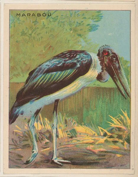 Marabou, collector card from the Animals series (D9), issued by the Weber Baking Company to promote Onist Milk and Pullman Bread — Weber Baking Company