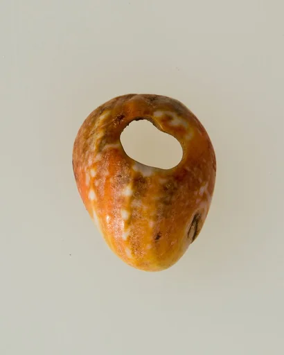 Shell pendant or bead