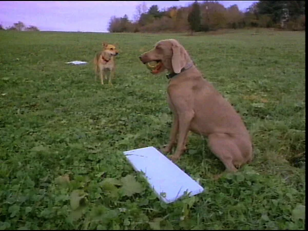 Dog Baseball — William Wegman