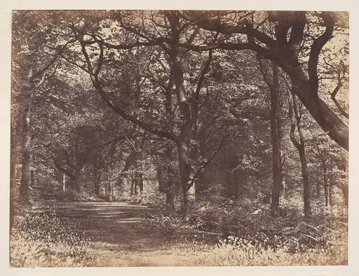 Wood-scene, Norton, Cheshire
