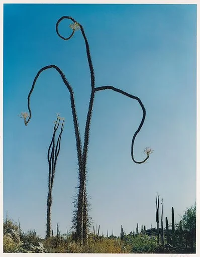 Cirio Near Las Tres Virgenes Volcano, Baja California