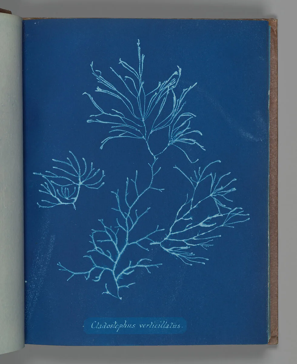 Cladostephus verticillatus — Anna Atkins