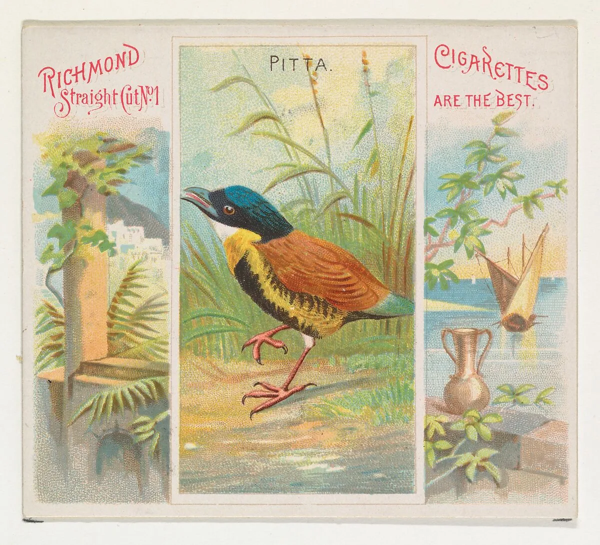 Pitta, from Birds of the Tropics series (N38) for Allen & Ginter Cigarettes — Allen & Ginter|George S. Harris & Sons