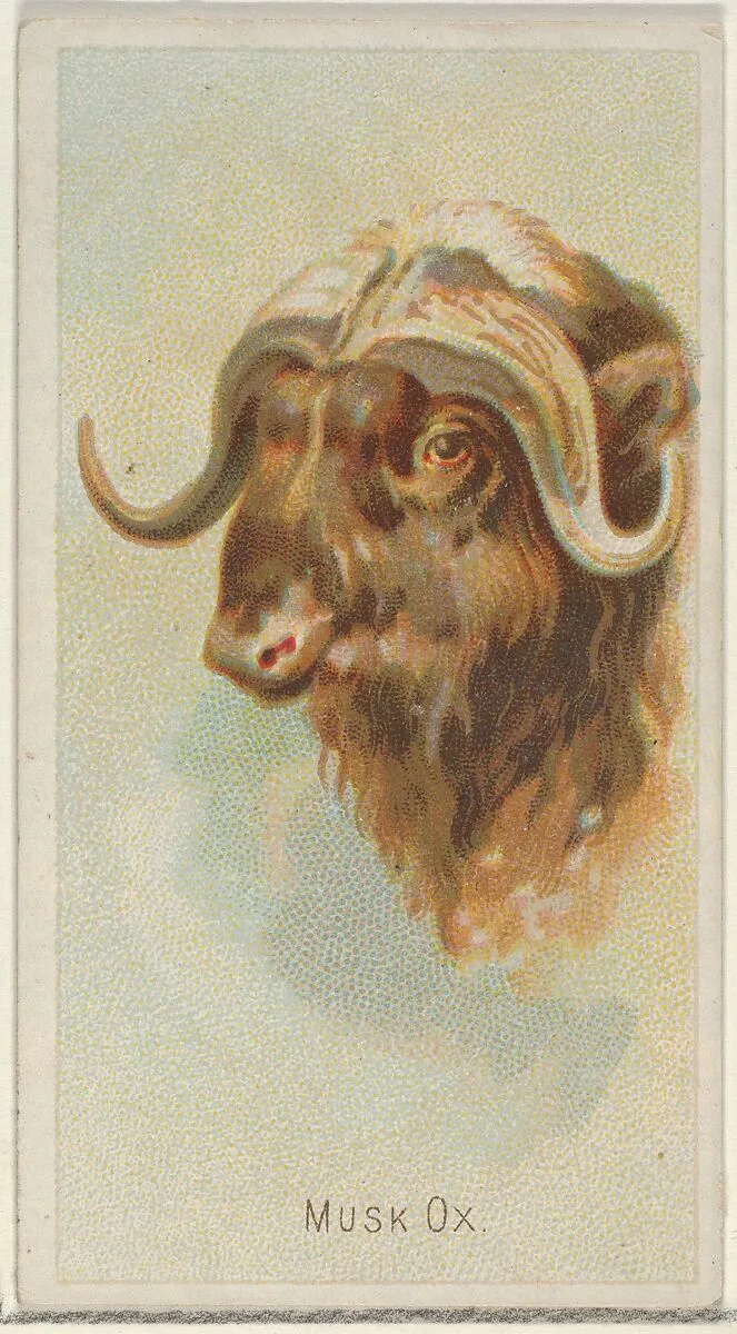 Musk Ox, from the Wild Animals of the World series (N25) for Allen & Ginter Cigarettes — Allen & Ginter|George S. Harris & Sons