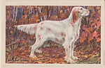 English Setter from Our Friend – the Dog Educational Pictures (W608-4) — Unknown