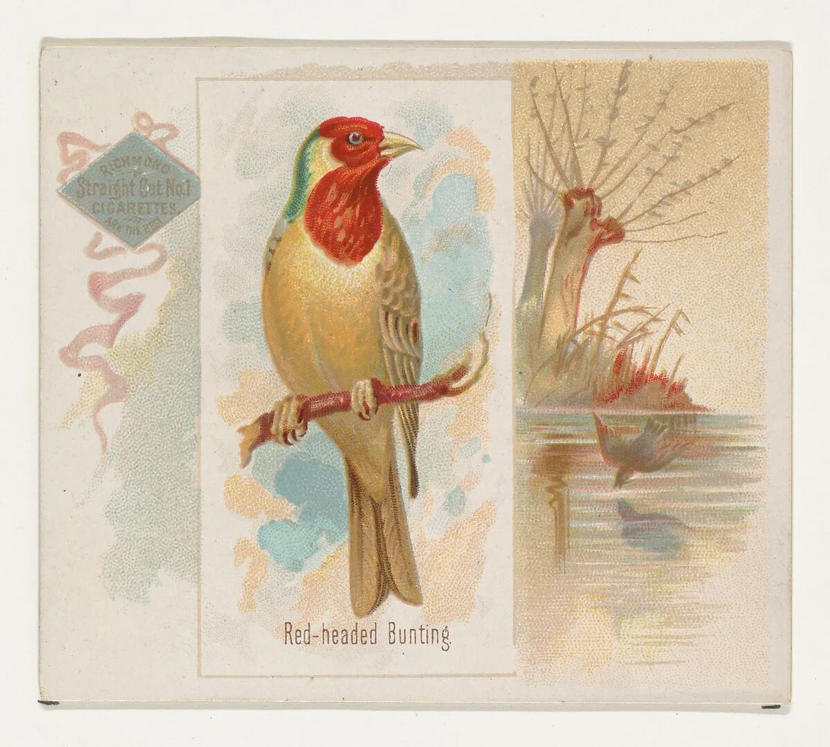 Red-headed Bunting, from the Song Birds of the World series (N42) for Allen & Ginter Cigarettes — Allen & Ginter|George S. Harris & Sons