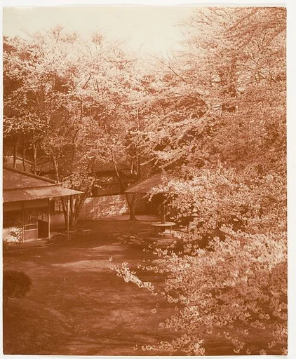 [View of Blossoming Cherry Trees and a Cluster of Buildings]
