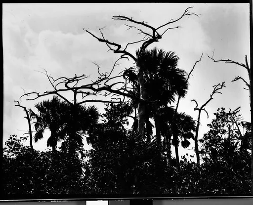 [Cypresses in Everglades, Florida]