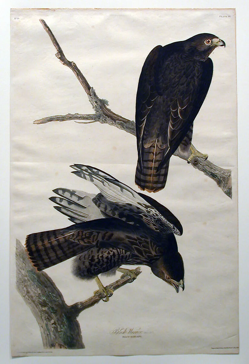 Black Warrior (No. 18) — John James Audubon