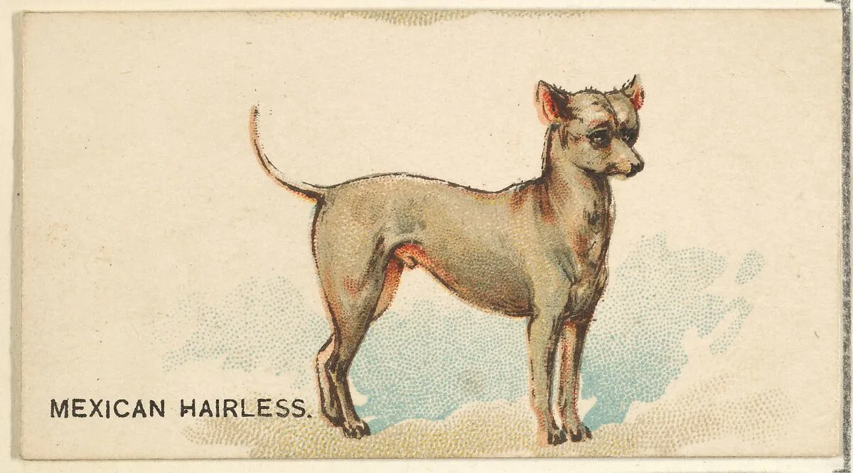Mexican Hairless, from the Dogs of the World series for Old Judge Cigarettes — Goodwin & Company