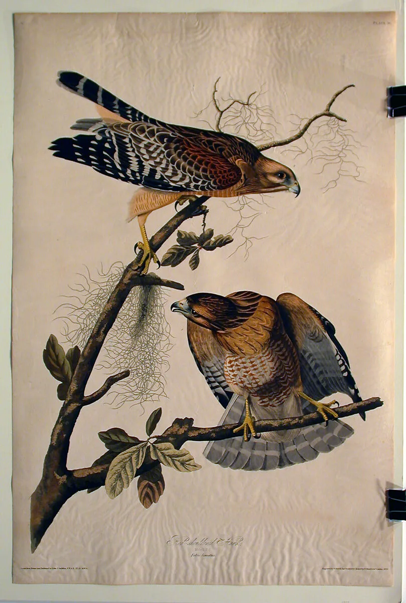 Red Shouldered Hawk (No. 12) — John James Audubon