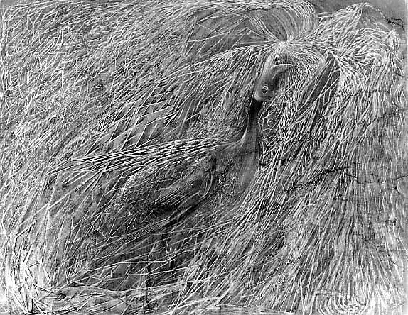 Bird in the Spirit — Morris Graves
