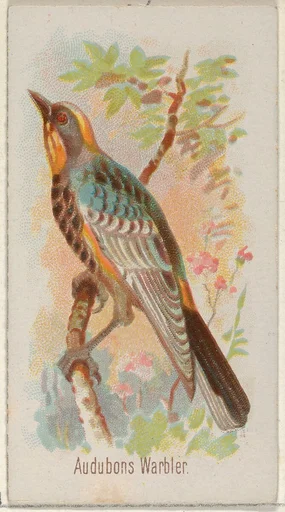 Audobons Warbler, from the Song Birds of the World series (N23) for Allen & Ginter Cigarettes