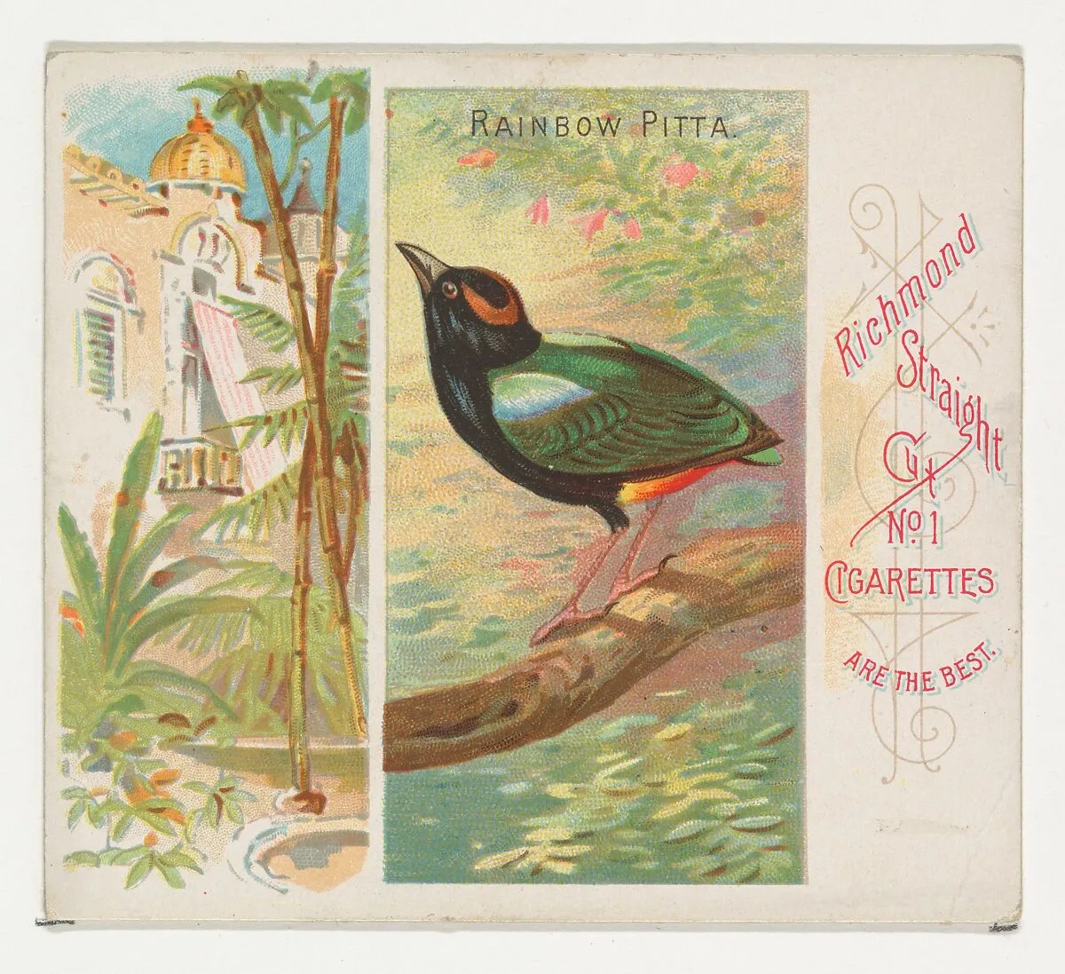 Rainbow Pitta, from Birds of the Tropics series (N38) for Allen & Ginter Cigarettes — Allen & Ginter|George S. Harris & Sons