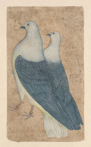 Two Pigeons