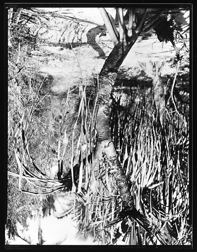 [South Seas: Palm Tree]