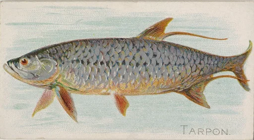 Tarpon, from the Fish from American Waters series (N8) for Allen & Ginter Cigarettes Brands