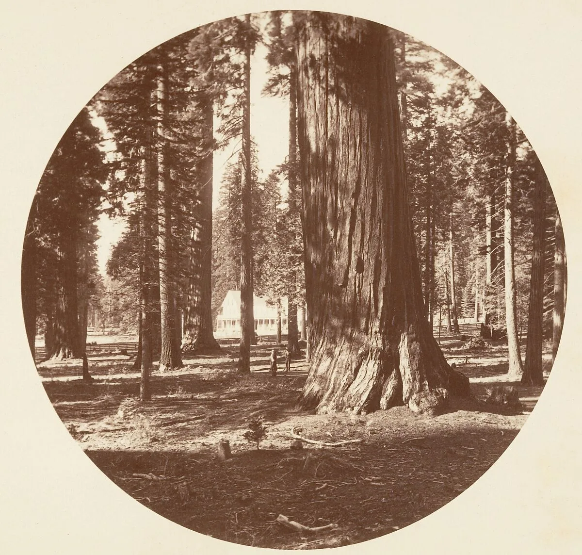 The Mammoth Grove Hotel from the Grove - Calaveras — Carleton E. Watkins