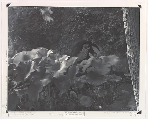 [Innisfree Garden, Millbrook, NY]