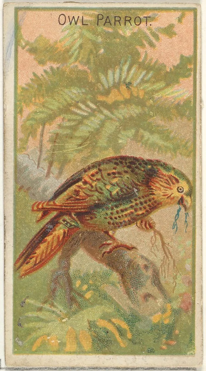 Owl Parrot, from the Birds of the Tropics series (N5) for Allen & Ginter Cigarettes Brands — Allen & Ginter|George S. Harris & Sons