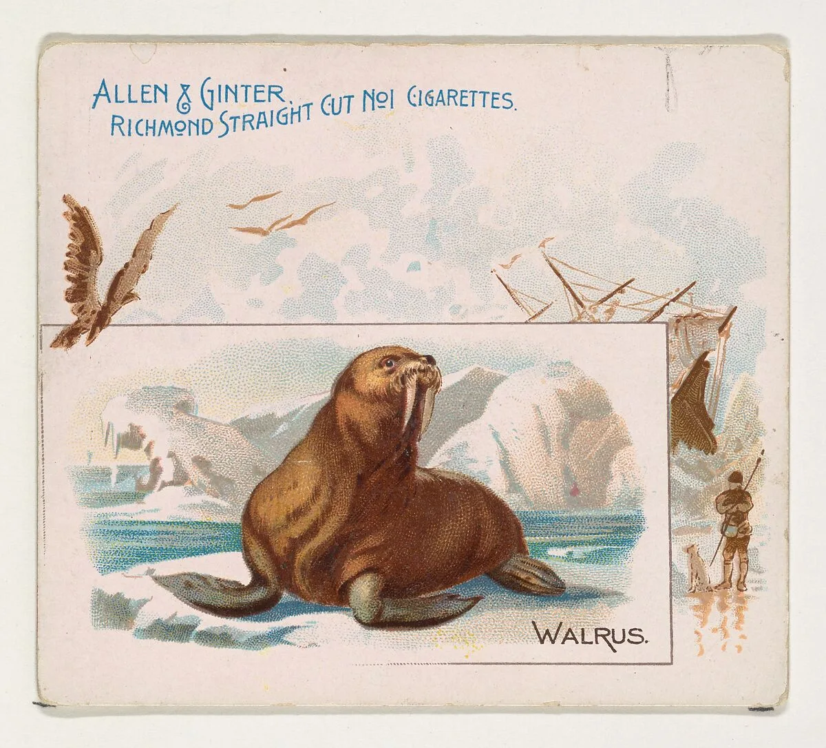 Walrus, from Quadrupeds series (N41) for Allen & Ginter Cigarettes — Allen & Ginter|Lindner, Eddy & Claus
