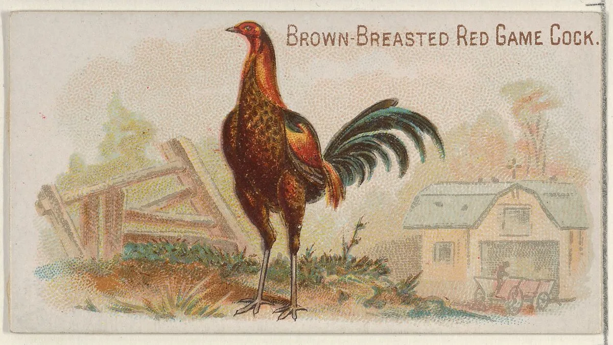 Brown-Breasted Red Game Cock, from the Prize and Game Chickens series (N20) for Allen & Ginter Cigarettes — Allen & Ginter|The Gast Lithograph & Engraving Company