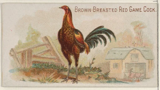 Brown-Breasted Red Game Cock, from the Prize and Game Chickens series (N20) for Allen & Ginter Cigarettes