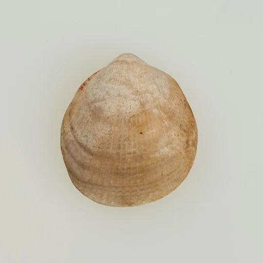Shell pendant or bead