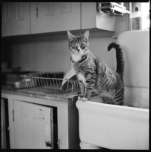 [12 Portraits of a Cat]