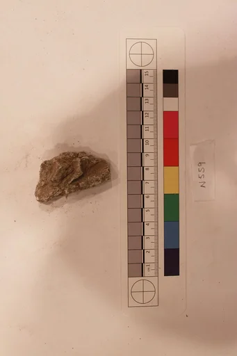 Stucco Fragment