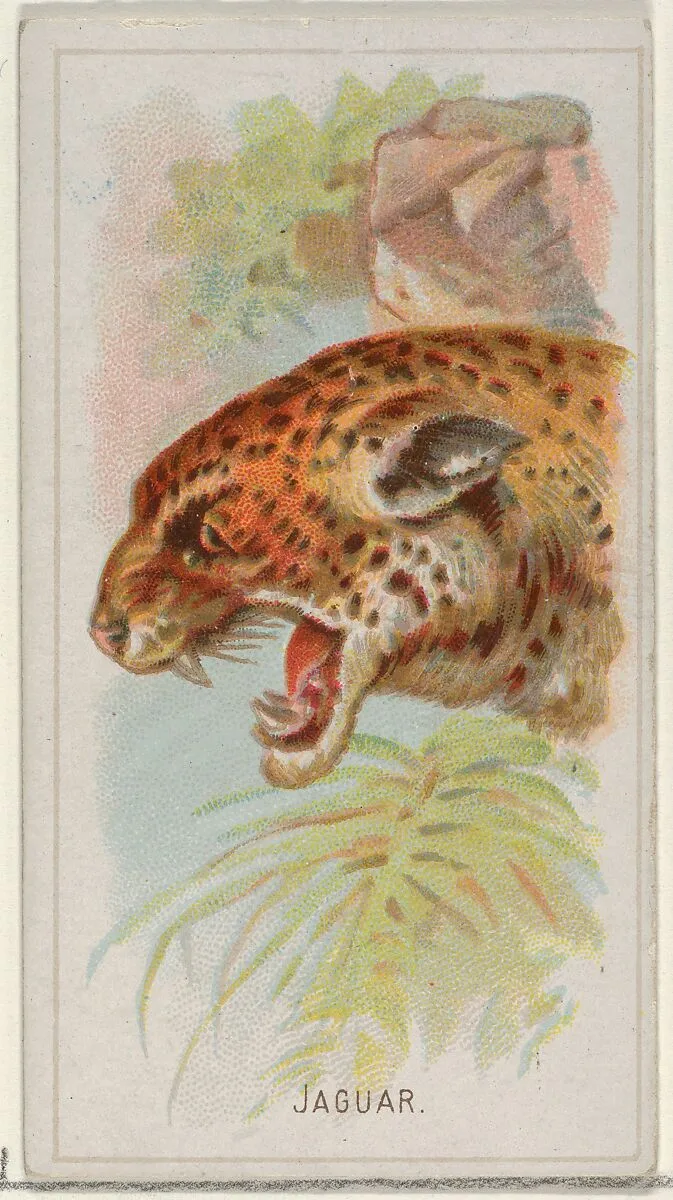 Jaguar, from the Wild Animals of the World series (N25) for Allen & Ginter Cigarettes — Allen & Ginter|George S. Harris & Sons