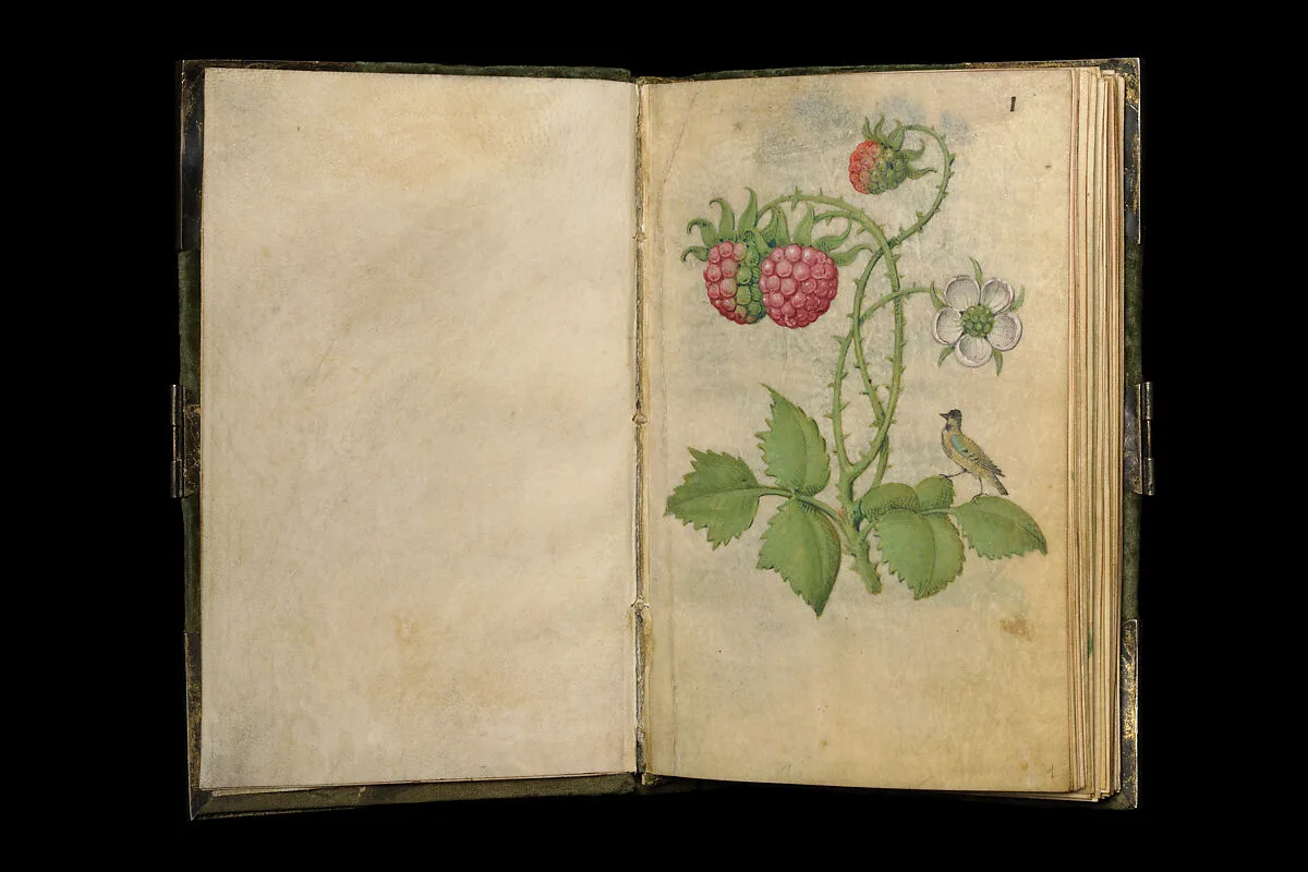 Book of Flower Studies — Master of Claude de France