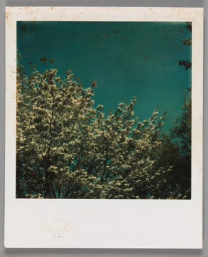 [Flowering Trees]