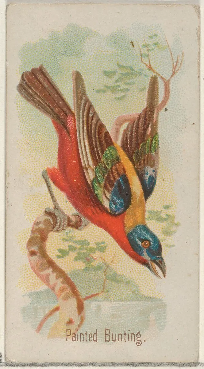 Painted Bunting, from the Song Birds of the World series (N23) for Allen & Ginter Cigarettes — George S. Harris & Sons|Allen & Ginter