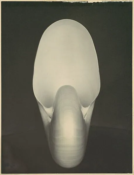 Nautilus — Edward Weston