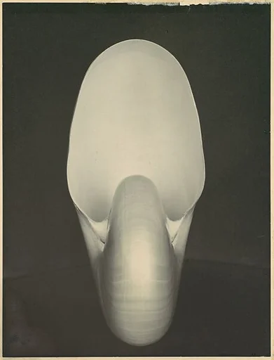 Nautilus