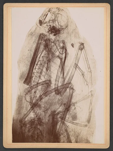 [X-Ray of the Mummy of a Raptor]