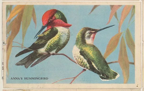 Anna's Hummingbird, bakery card from the California Bird Pictures series (D39-2), issued by the Gordon Bread Company — Gordon Bread Company