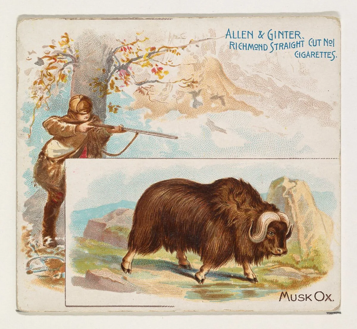 Musk Ox, from Quadrupeds series (N41) for Allen & Ginter Cigarettes — Allen & Ginter|Lindner, Eddy & Claus