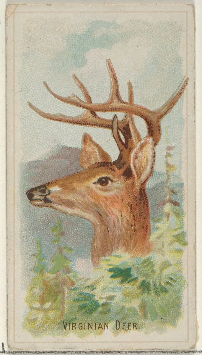 Virginian Deer, from the Wild Animals of the World series (N25) for Allen & Ginter Cigarettes — Allen & Ginter|George S. Harris & Sons