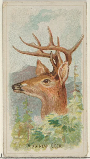 Virginian Deer, from the Wild Animals of the World series (N25) for Allen & Ginter Cigarettes