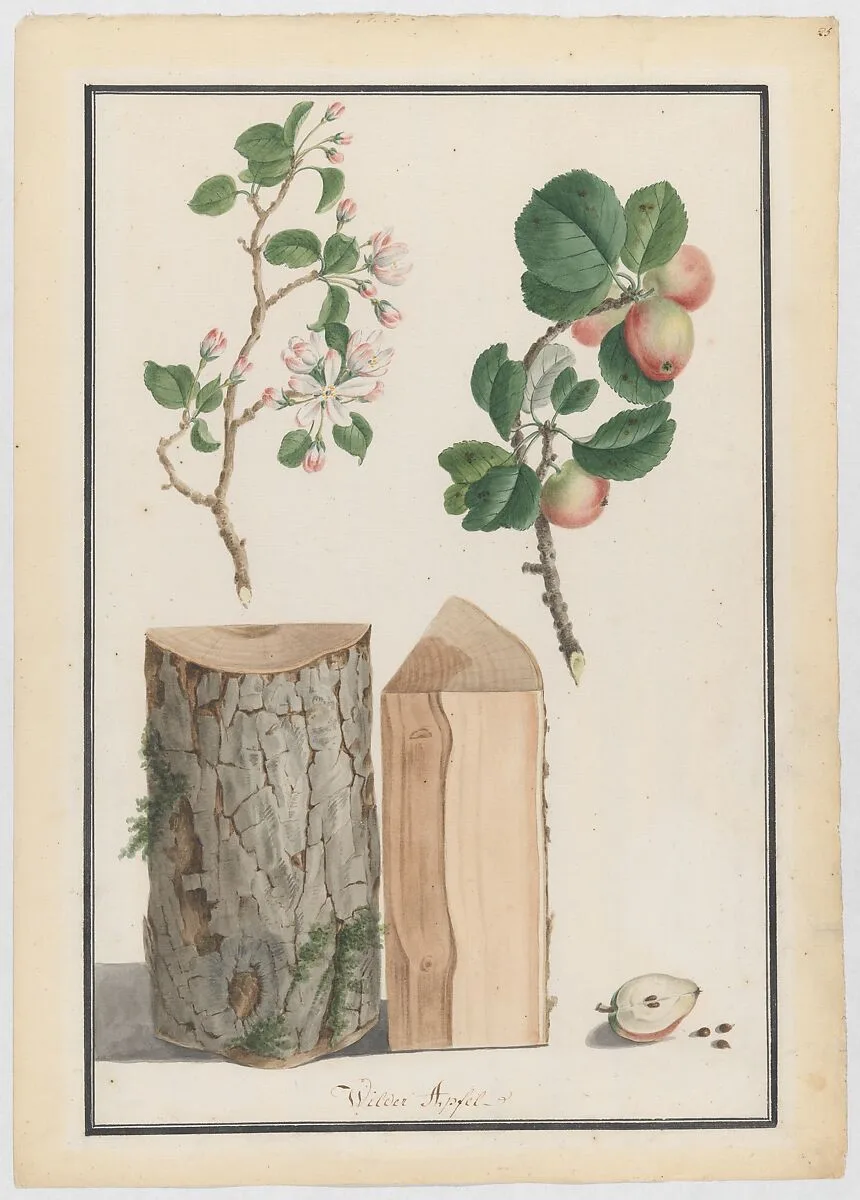 Studies of the trunk, blossoms and fruit of a wild apple tree (Malus sylvestris) — Ludwig Pfleger