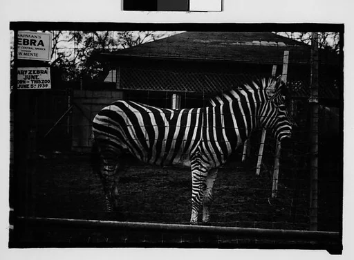 [Zebra in Zoo Pen, New Orleans, Louisiana]