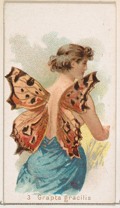 Card 3, Grapta Gracilis, from the Butterflies series (N183) issued by Wm. S. Kimball & Co. — Julius Bien|William S. Kimball & Company