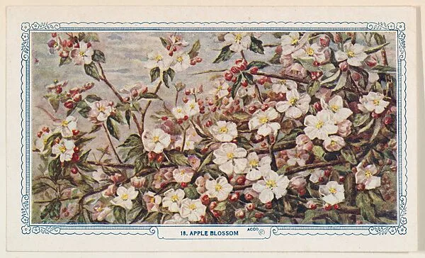 18. Apple Blossom, bakery insert card from the Flower Pictures series (D36), issued by the Freihofer Baking Company — Freihofer Baking Company